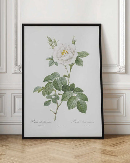 A vintage botanical illustration of a white rose, labeled 'Rosa alba flore pleno'. The flower is in full bloom with a yellow center, surrounded by buds and lush green leaves on a thorny stem. The artwork is presented on an off-white background with cursive text at the bottom and is displayed in a simple black frame. Wall Art