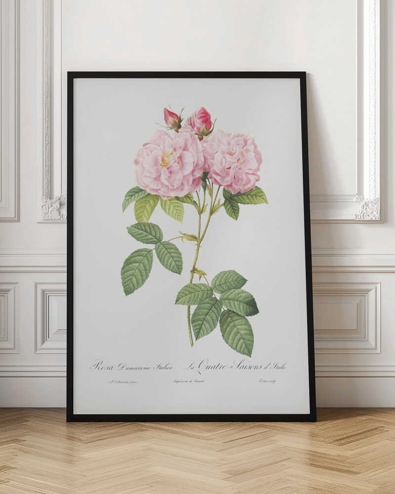 A classic botanical illustration of a pink Damask Rose stem featuring two large, fully bloomed flowers, two smaller buds, and detailed green leaves against a white background. Cursive script is visible at the bottom. The print is housed in a simple black frame. Poster
