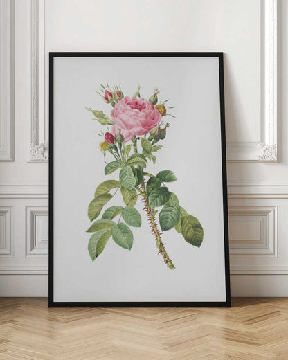 A framed vintage botanical illustration of a pink rose on a white background. The central stem is covered in sharp red thorns and has abundant green leaves. At the top, a large multi-petaled pink rose is in full bloom, surrounded by smaller red and pink buds. Artwork
