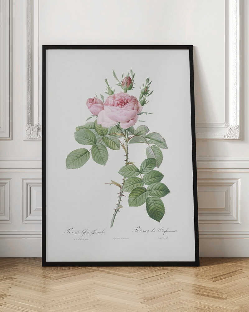 A vintage botanical illustration of a pink rose branch with full blooms and buds, green leaves, and a thorny stem against a white background. The artwork is framed in black and features script text at the bottom. Poster
