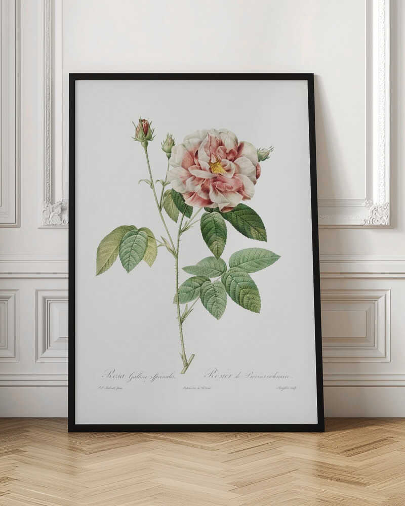 A vintage botanical illustration of a pink and white rose, Rosa Gallica Officinalis, on a single thorny stem with green leaves and buds, set against a plain white background inside a black frame. Cursive text identifies the flower at the bottom. Print