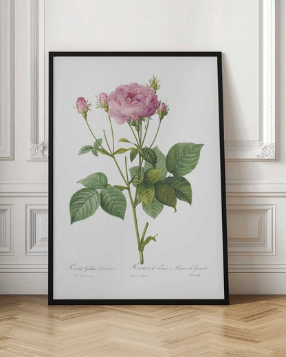 A vintage botanical illustration of a pink rose plant with one large, fully bloomed flower and several smaller buds. The plant has green leaves and is set against a plain white background, framed in black. There is cursive text at the bottom identifying the species. Poster