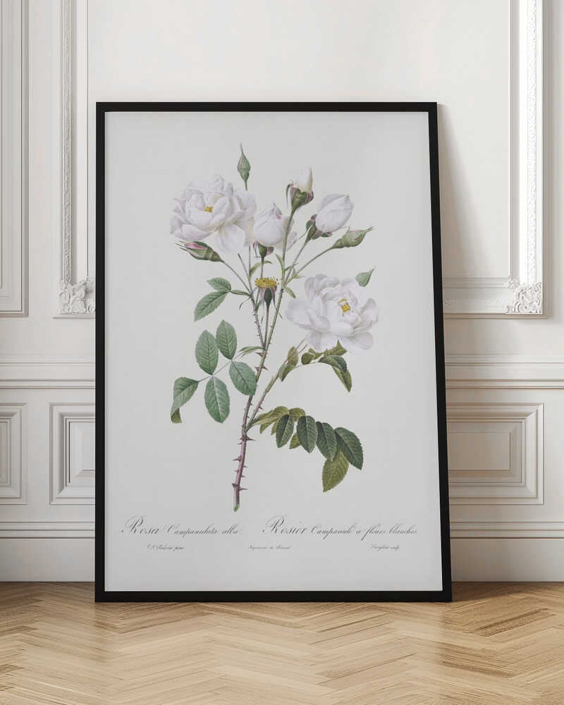 A framed vintage botanical illustration of a white rose branch, identified as 'Rosa Campanulata alba'. The illustration features several open white blossoms with yellow centers, closed buds, green leaves, and thorny stems against a light, off-white background. The print is housed in a simple black frame. Poster