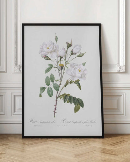 A framed vintage botanical illustration of a white rose branch, identified as 'Rosa Campanulata alba'. The illustration features several open white blossoms with yellow centers, closed buds, green leaves, and thorny stems against a light, off-white background. The print is housed in a simple black frame. Poster