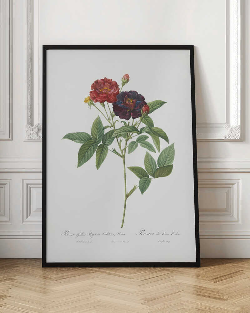 A classic botanical illustration of a rose stem with lush green leaves, showcasing a fully bloomed deep red flower and a dark velvety purple-red flower against a clean white background. The artwork, which includes cursive text at the bottom, is set within a simple black frame. Print