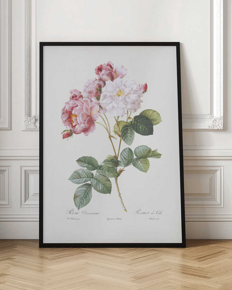 A framed vintage botanical illustration of a Damask rose (Rosa Damascena) stem, featuring delicate pink and white blossoms and detailed green leaves against a light cream background. Cursive scientific text is visible at the bottom. Decor