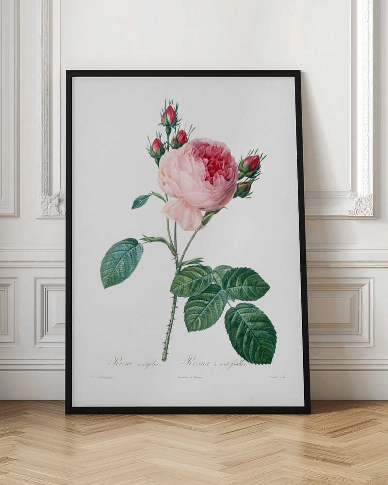 A vintage botanical illustration of a pink cabbage rose, Rosa centifolia, against a plain white background. The flower is in full bloom with ruffled petals, darker red towards the center, and is surrounded by several small, red rosebuds. The stem is green and thorny with detailed, serrated green leaves. Below the flower, there is cursive text identifying the plant. The entire piece is encased in a simple black frame. Artwork