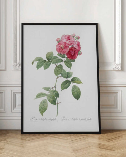 A framed vintage botanical illustration of a Rosa Multiflora platyphylla. The artwork features a single plant stem with green serrated leaves and a cluster of pink and deep red roses at the top. The background is a clean off-white, and there is cursive text at the bottom identifying the flower. Poster