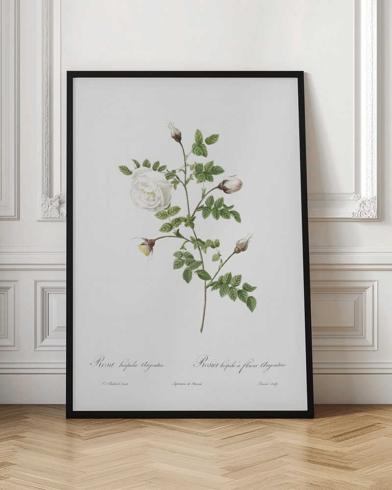 A vintage botanical illustration of a white rose stem against a stark white background, framed in black. The illustration details a single open white rose, several closed buds, and serrated green leaves. Below the plant, there is cursive script identifying the flower as 'Rosa hispida Argentea' and 'Rosier hispide a fleurs Argentees'. Print