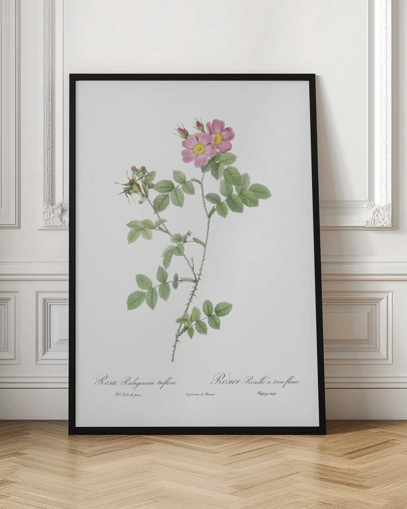 A vintage botanical illustration of a Rosa Rubiginosa, or sweet briar rose, with pink and yellow flowers and thorny green stems, set against a white background and enclosed in a black frame. Cursive text is visible at the bottom. Poster