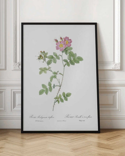 A vintage botanical illustration of a Rosa Rubiginosa, or sweet briar rose, with pink and yellow flowers and thorny green stems, set against a white background and enclosed in a black frame. Cursive text is visible at the bottom. Poster