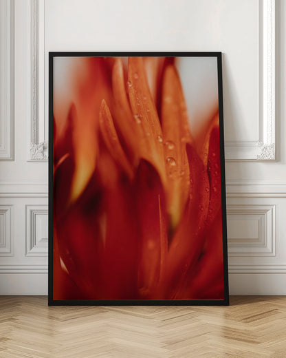 A close-up, macro photograph of vibrant red and orange flower petals covered in tiny water droplets. The image has a shallow depth of field, with some petals in sharp focus while others are softly blurred in the foreground and background, creating an abstract and textured look. Artwork