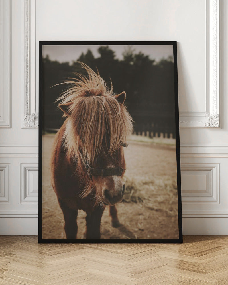 A close-up, portrait photograph of a brown pony with a long, shaggy, light-brown mane covering its eyes. The photo has a warm, sepia tone and the pony is standing in a dirt paddock with a blurry background of dark trees. Artwork