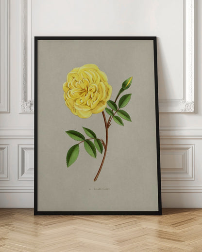 A vintage botanical illustration of a single yellow rose, labeled 'Madame Falcot'. The vibrant, fully bloomed yellow flower is shown on a brown stem with green leaves and a small bud, set against a neutral gray-beige background and enclosed in a simple black frame. Artwork