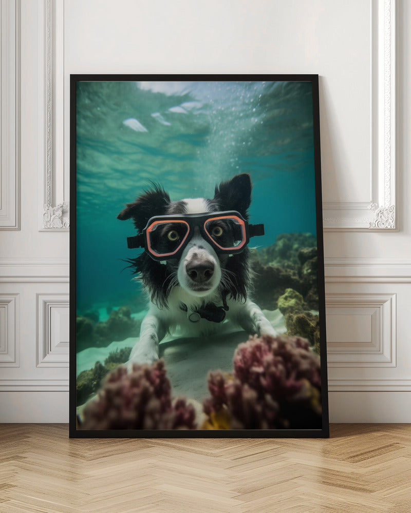 Border Collie Dive 3 - Poster / Art Print