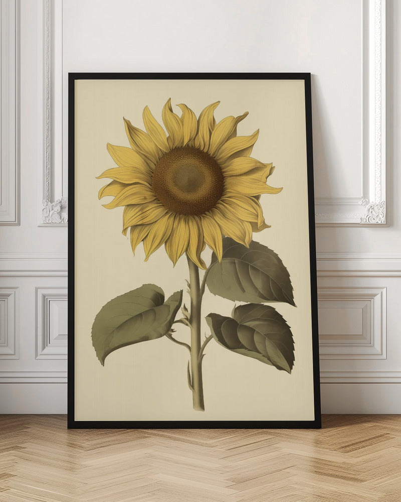 A vintage botanical illustration of a single large sunflower in a black frame. The flower has bright yellow petals, a detailed brown center, and is attached to a thick green stem with large leaves, all set against a cream background. Decor
