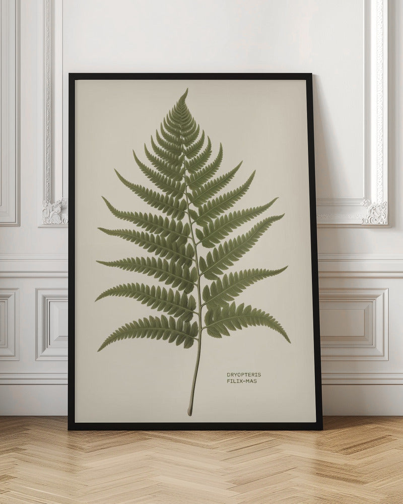 A vintage-style botanical print of a single green fern frond, centered on a light beige background. The scientific name, DRYOPTERIS FILIX-MAS, is printed in the lower right corner. The artwork is presented in a simple black frame. Print