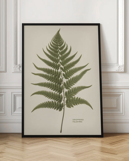 A vintage-style botanical print of a single green fern frond, centered on a light beige background. The scientific name, DRYOPTERIS FILIX-MAS, is printed in the lower right corner. The artwork is presented in a simple black frame. Print