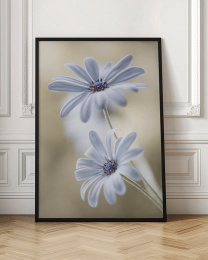 A soft-focus close-up photograph of two light blue daisies with vibrant blue and orange centers. The flowers are positioned one above the other against a warm, blurry beige background, creating a dreamy and serene atmosphere. Wall Art