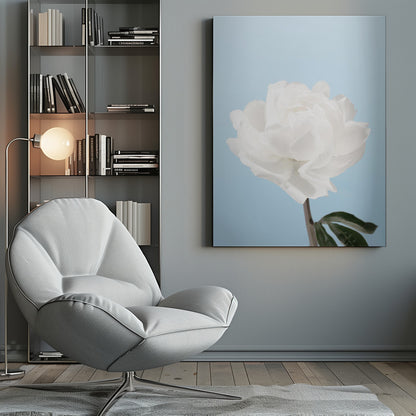 A close-up photograph of a fully bloomed white peony with delicate, layered petals, set against a solid light blue background. A portion of its dark stem and a single green leaf are visible at the bottom. The image is presented in a simple black frame. Wall Art