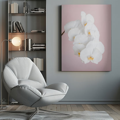 A close-up photograph of a cascading spray of white phalaenopsis orchids with delicate yellow centers, set against a solid pastel pink background, all within a thin black frame. Decor