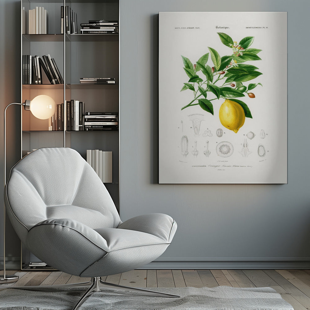 Lemon (citrus Limonium) - Poster / Art Print