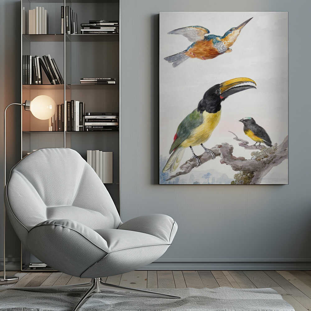 A vintage ornithological illustration of three colorful birds against a light background, framed in black. At the top, a kingfisher is depicted in flight. Below, a large toucan with a prominent yellow beak and a smaller bird are perched on a branch. Print