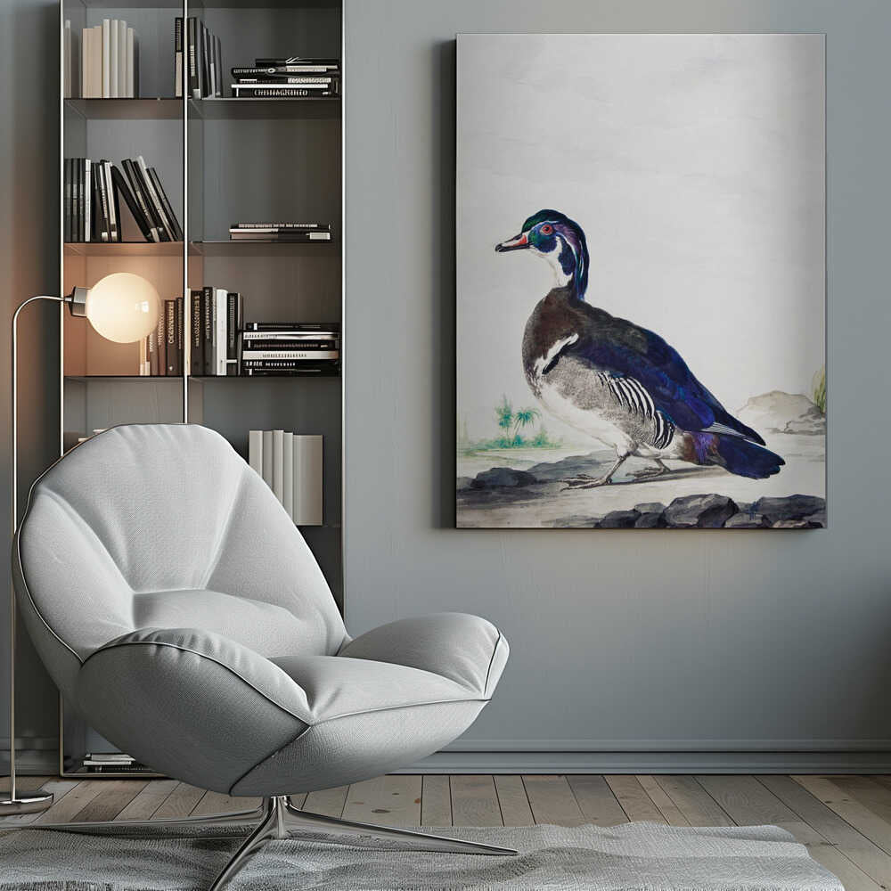 A vintage scientific illustration of a wood duck standing on a rocky shore, shown in profile. The bird has an iridescent blue and green head, a white throat, and deep blue wings, all set against a light, neutral background and presented in a simple black frame. Poster