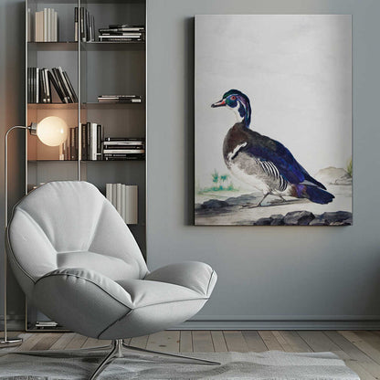 A vintage scientific illustration of a wood duck standing on a rocky shore, shown in profile. The bird has an iridescent blue and green head, a white throat, and deep blue wings, all set against a light, neutral background and presented in a simple black frame. Poster