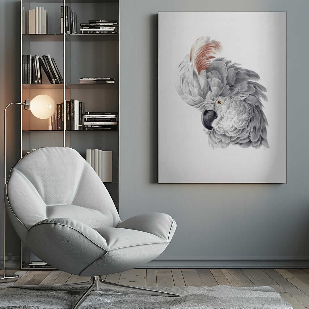 A framed vintage-style scientific illustration of a cockatoo's head against a white background. The bird is shown in profile, with detailed grey and white feathers, a large reddish-brown crest, a dark curved beak, and a yellow eye. Print