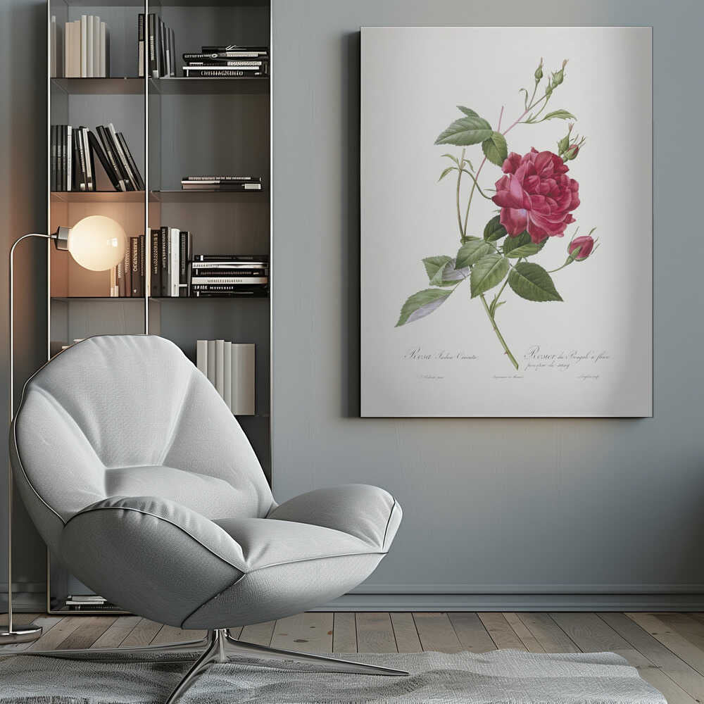 A vintage botanical illustration of a deep red rose with lush green leaves and several buds on a single stem, set against an off-white background. The artwork is framed in a simple black frame and features cursive script at the bottom identifying the flower. Print