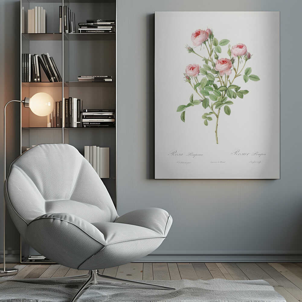 A vintage botanical illustration of a Rosa Pomponia, also known as Rosier Pompon, featuring a flowering stem with pink roses and green leaves against a white background. Cursive text at the bottom identifies the species. The artwork is framed in black. Print