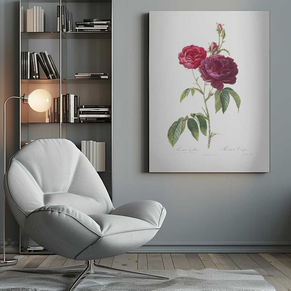 A classic botanical illustration of a rose stem with two large blossoms, one bright red and the other a deep magenta, along with several buds. The stem is green with thorns and leaves, set against an off-white background and presented in a simple black frame. Artwork