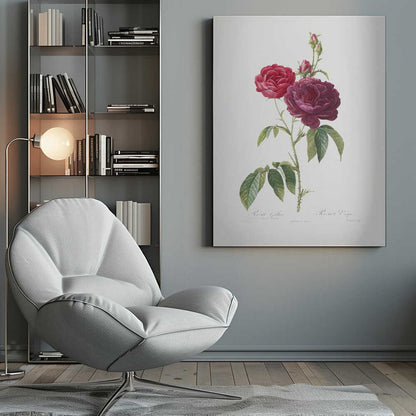 A classic botanical illustration of a rose stem with two large blossoms, one bright red and the other a deep magenta, along with several buds. The stem is green with thorns and leaves, set against an off-white background and presented in a simple black frame. Artwork