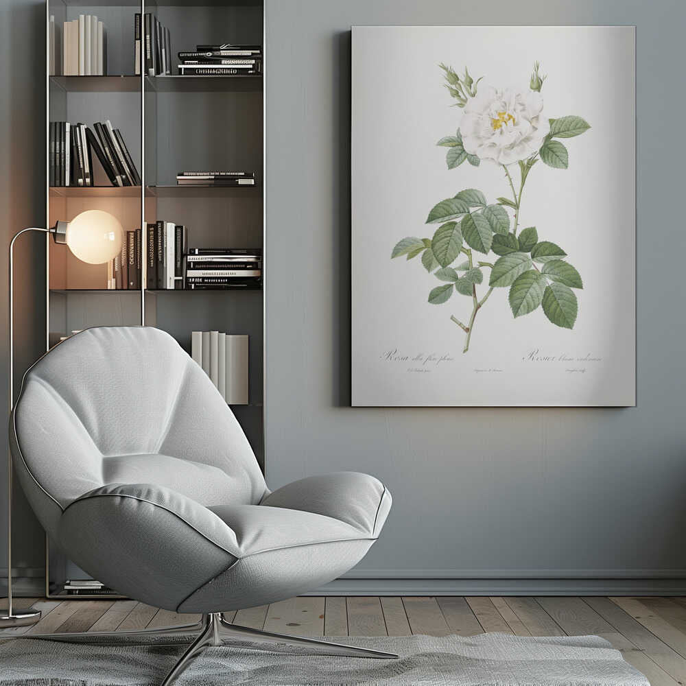 A vintage botanical illustration of a white rose, labeled 'Rosa alba flore pleno'. The flower is in full bloom with a yellow center, surrounded by buds and lush green leaves on a thorny stem. The artwork is presented on an off-white background with cursive text at the bottom and is displayed in a simple black frame. Wall Art