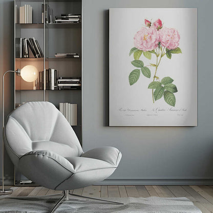 A classic botanical illustration of a pink Damask Rose stem featuring two large, fully bloomed flowers, two smaller buds, and detailed green leaves against a white background. Cursive script is visible at the bottom. The print is housed in a simple black frame. Poster