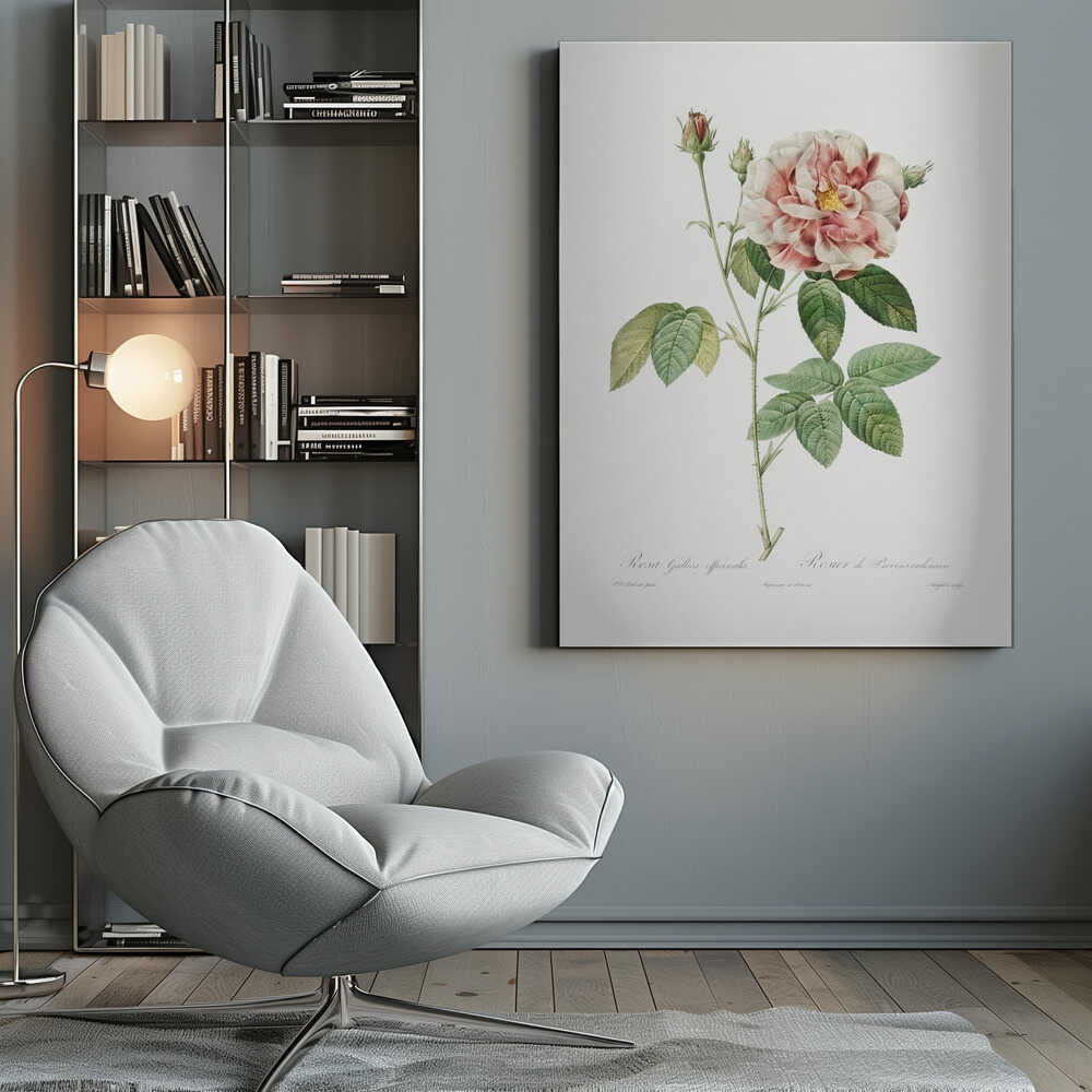 A vintage botanical illustration of a pink and white rose, Rosa Gallica Officinalis, on a single thorny stem with green leaves and buds, set against a plain white background inside a black frame. Cursive text identifies the flower at the bottom. Print