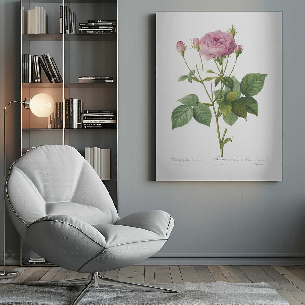 A vintage botanical illustration of a pink rose plant with one large, fully bloomed flower and several smaller buds. The plant has green leaves and is set against a plain white background, framed in black. There is cursive text at the bottom identifying the species. Poster