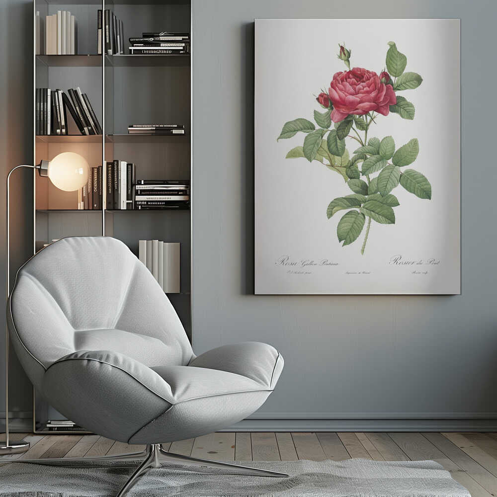 A vintage botanical illustration of a Rosa Gallica Pontiana, also known as Rosier du Pont. The artwork features a single stem with a large, fully bloomed deep pink rose, several smaller buds, and lush green leaves against an off-white background, all enclosed in a simple black frame. Poster