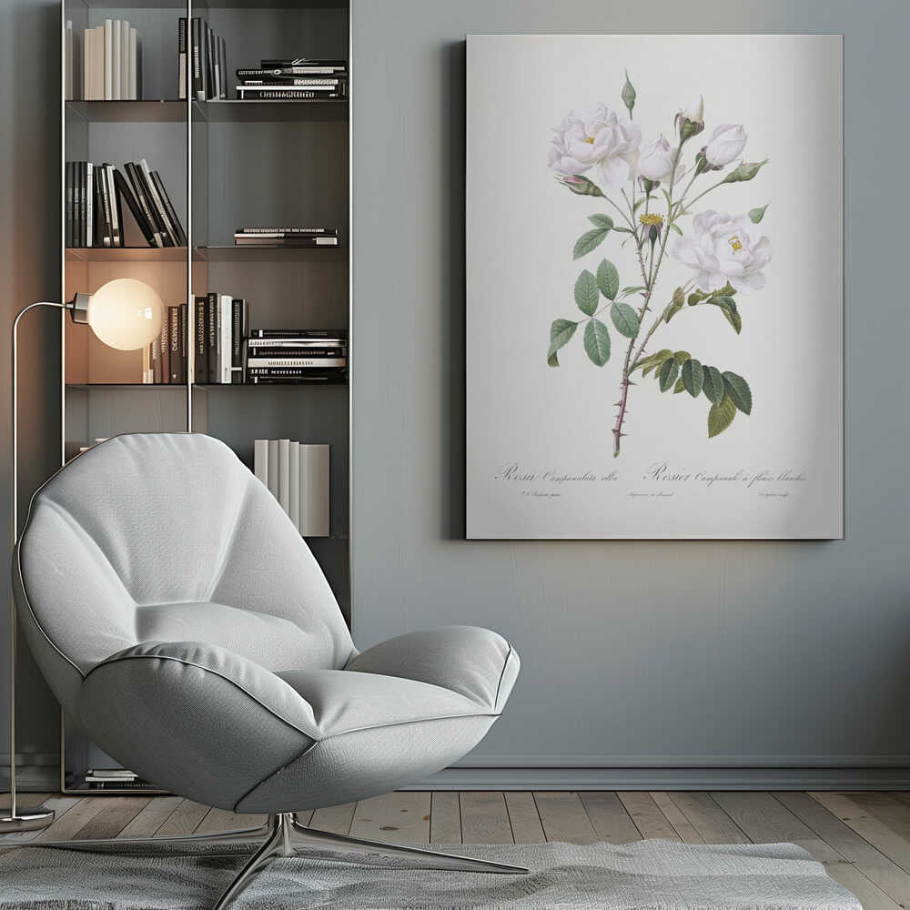 A framed vintage botanical illustration of a white rose branch, identified as 'Rosa Campanulata alba'. The illustration features several open white blossoms with yellow centers, closed buds, green leaves, and thorny stems against a light, off-white background. The print is housed in a simple black frame. Poster