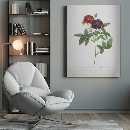 A classic botanical illustration of a rose stem with lush green leaves, showcasing a fully bloomed deep red flower and a dark velvety purple-red flower against a clean white background. The artwork, which includes cursive text at the bottom, is set within a simple black frame. Print