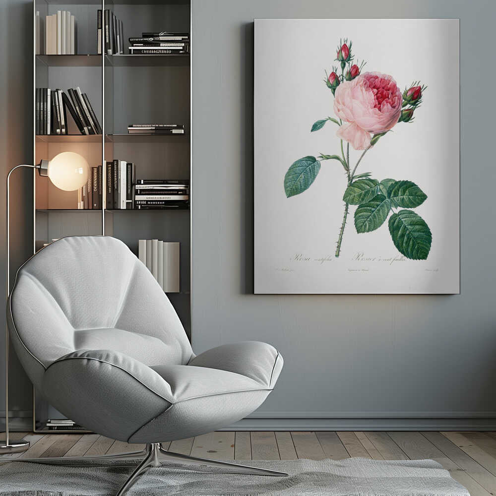 A vintage botanical illustration of a pink cabbage rose, Rosa centifolia, against a plain white background. The flower is in full bloom with ruffled petals, darker red towards the center, and is surrounded by several small, red rosebuds. The stem is green and thorny with detailed, serrated green leaves. Below the flower, there is cursive text identifying the plant. The entire piece is encased in a simple black frame. Artwork