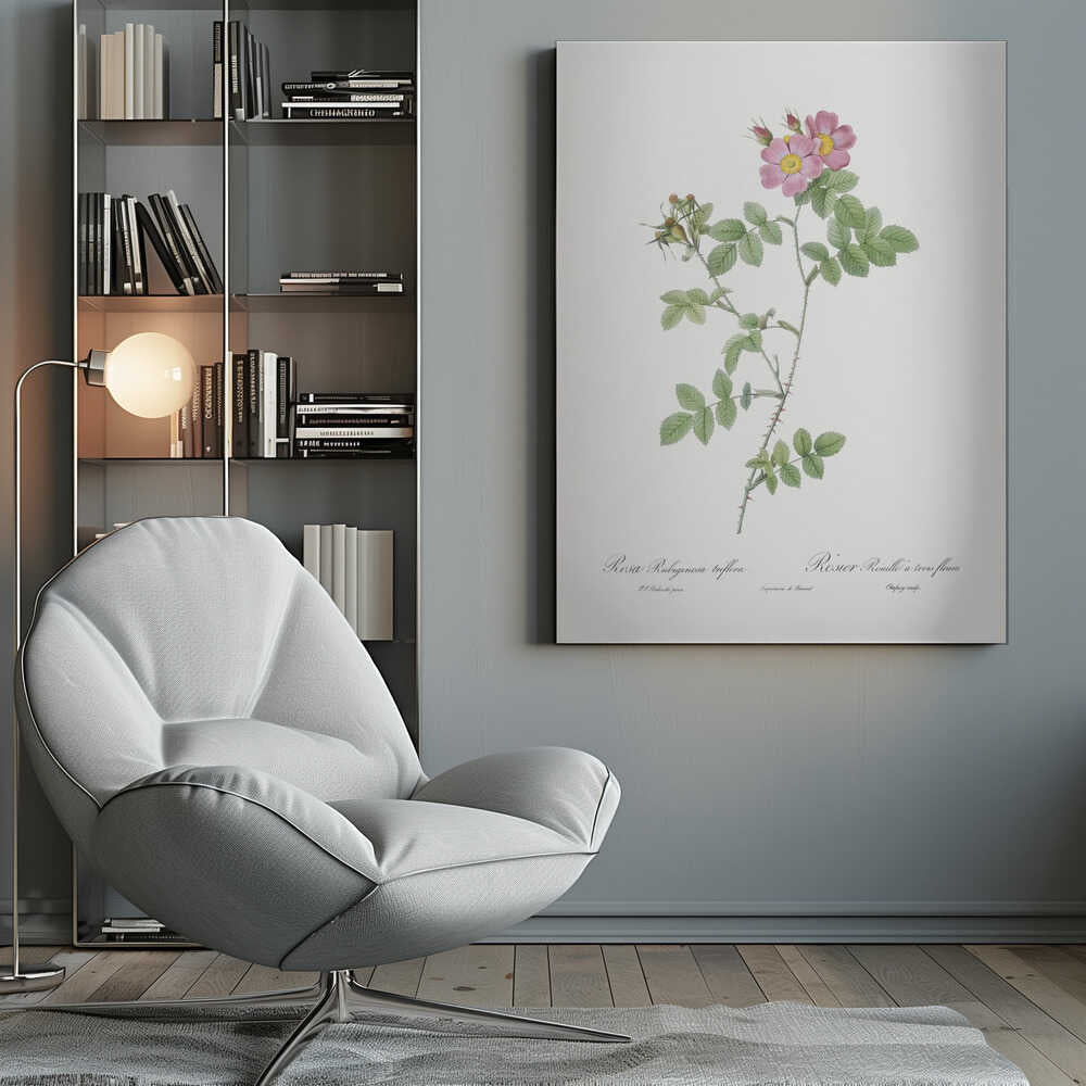 A vintage botanical illustration of a Rosa Rubiginosa, or sweet briar rose, with pink and yellow flowers and thorny green stems, set against a white background and enclosed in a black frame. Cursive text is visible at the bottom. Poster