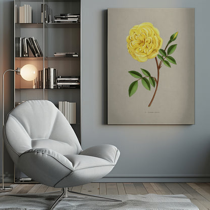 A vintage botanical illustration of a single yellow rose, labeled 'Madame Falcot'. The vibrant, fully bloomed yellow flower is shown on a brown stem with green leaves and a small bud, set against a neutral gray-beige background and enclosed in a simple black frame. Artwork