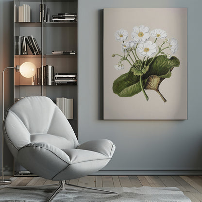 A vintage botanical illustration of white flowers with yellow centers and a large green leaf, set against a plain beige background within a black frame. Print