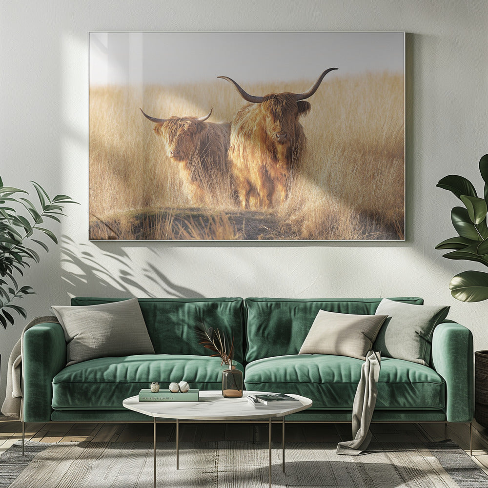 A framed photograph of two majestic Highland cattle with long, shaggy reddish-brown fur and impressive curved horns, standing together in a sunlit field of tall, golden-brown grass. Artwork