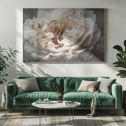 A soft-focus, close-up photograph of a large white peony with browning edges on its delicate, ruffled petals, set against a dark, moody background and presented in a silver frame. Print