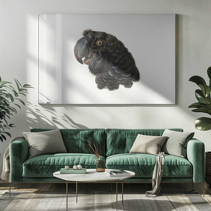 A framed vintage illustration of a black cockatoo's head in profile against a solid white background. The bird has detailed black feathers, a large dark beak, and a striking yellow-orange eye. The artwork is encased in a simple silver frame. Wall Art