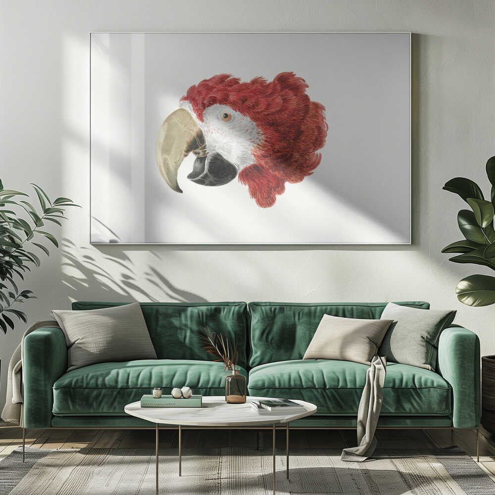 A vintage-style illustration of a red and white parrot's head in profile, set against a white background and enclosed in a silver frame. Print
