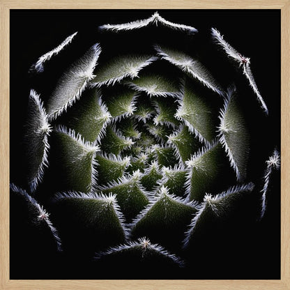 A dramatic, top-down macro photograph of a spiral succulent against a solid black background. The dark green, triangular leaves are outlined with a fine, white, fuzzy fringe, creating a mesmerizing geometric pattern that draws the eye to the center. The image is presented within a light wood frame. Decor